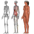 Humanedit | Baren-Boym.com